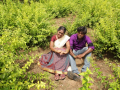 விடலபசங்க